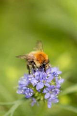 bee on a purple flower