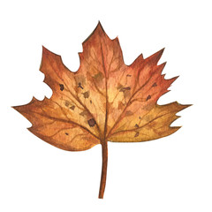 Watercolor colorful autumn leaf isolated on white background. Hand Drawn watercolor illustration.