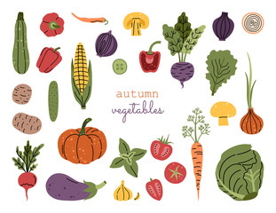 Big autumn harvest vegetables, set of fresh pumpkin, tomatoes, corn, pepper, freehand illustration in modern doodle style, isolated on white background. 