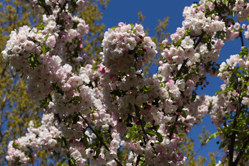 Flowering cherry