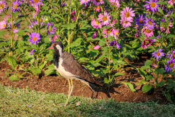 Juvenile red-wattled lapwing in Sri Lanka