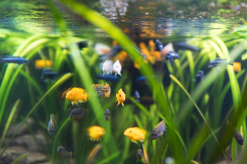 shoal of malawi perch fish in aquarium