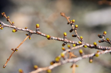 larch in spring