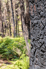 tree trunk in the forest
