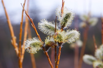 willow