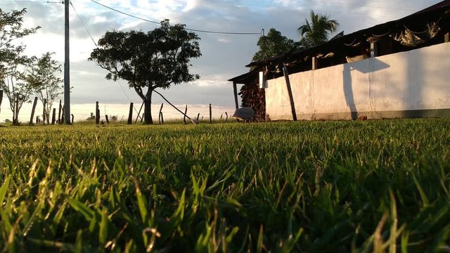 amanecer llanero finca c&eacute;sped 