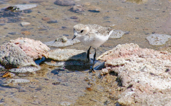 Calidris alba