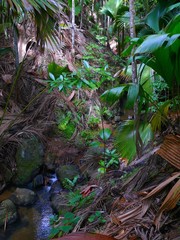 Seychelles, Indian Ocean, Praslin island, the forest of the Valley de Mai often described as the Garden of Eden