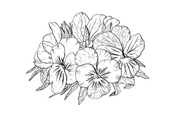 Hand monochrome drawn pansy flowers clipart. Floral design element. Isolated on white background. Vector