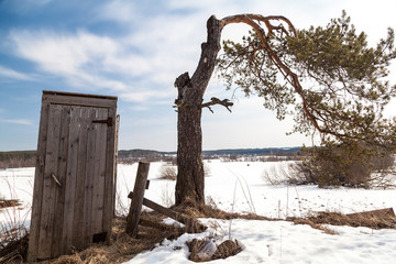 Spring landscape with village toilet and crooked pine tree