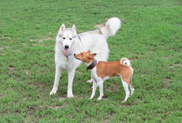Cute basenji puppy and siberian husky are standing on a green grass in the summer park. Pet animals.