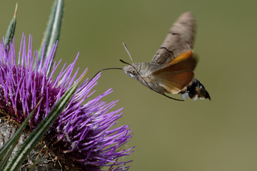 Hummingbird hawk-moth (Macroglossum stellatarum) foraging a flower
