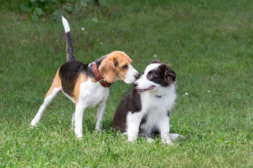Cute border collie puppy and english beagle puppy are playing on a green grass in the summer park....