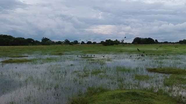 aves en lagunas llanos araucanos 