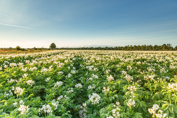 Fototapeta na wymiar Field with white flowering potato plants from low point of view