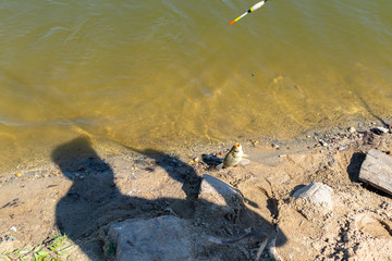 Towing a caught crucian carp to the pond shore with a fishing rod, visible a fishing line and a float.