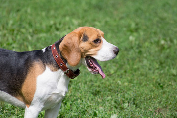 Cute english beagle puppy is standing on a green grass in the summer park. Pet animals.