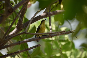 humming bird looking up and singing for a long time
