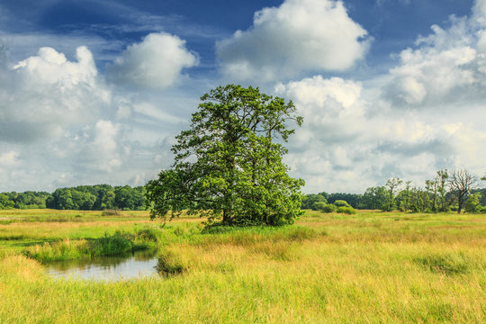 Landscape valley Deurzerdiep a stream in the Dutch province of Drenthe with solitaire European Alder tree, Alnus glutinosa, against heavily cloudy sky