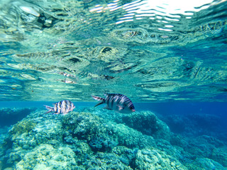 colorful corals and exotic fishes at the bottom of the red sea. beautiful natural summer background