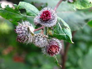 Obraz premium young spines of burdock are getting ready to bloom purple in the summer