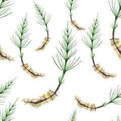 Green horsetail with root seamless pattern. Herbal Equisetum arvense on white background. Watercolor hand drawing illustration. Perfect for wallpaper, digital paper, medical design.