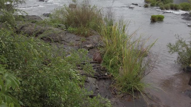 Single camouflaged wild large brown furry capibara, giant cavy rodent, in wet dirt rocky green grasslands by Iguazu falls river edge on sunny day, Argentina, handheld behind static