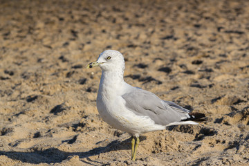 Seagull standing on the beach in New York