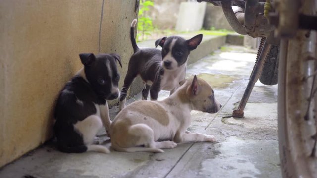 ee new born cute puppy paying in corner