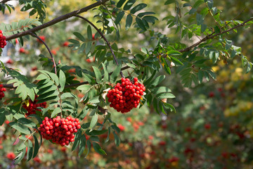 Rowan bunches with red ripe berries. Autumn sunny day.