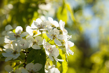 White apple flowers closeup