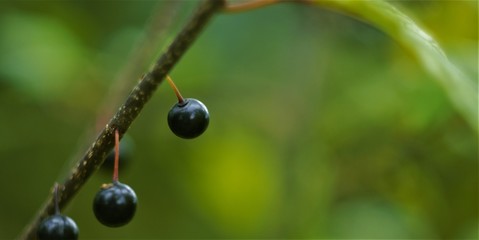 
berries on a branch
