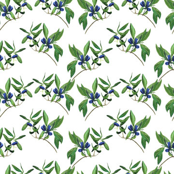 Seamless pattern of honeysuckle on white background. Watercolor hand drawn illustration. Perfect for digital paper, cover, wallpaper, textile, fabric. Loncera edulis or honeyberry.