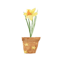 Yellow daffodil in clay pot isolated on white background. Watercolor hand drawn illustration of cyclamineus narcissus. Perfect for print, card, pattern, cover, banner, postcard, embroidery.