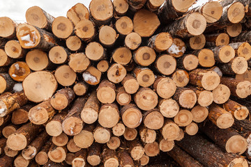 Fototapeta premium Brich logs texture background