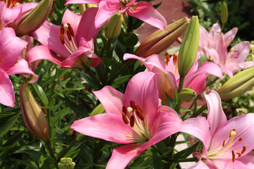 beautiful pink lilies in the garden. Picture for the holiday