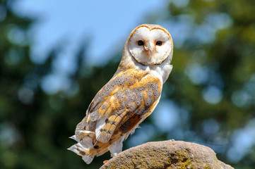 The barn owl is a nocturnal bird of prey. Perched on a rock, it looks towards the camera lens