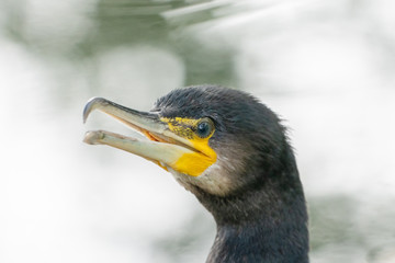 Great cormorant