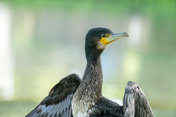 Great cormorant