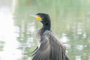 Great cormorant