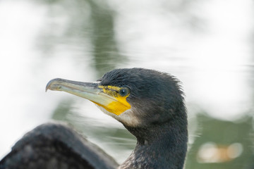Great cormorant