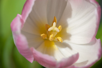 Close up white pink tulip with six petals und stamens