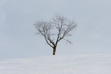 Lonely bare tree in a field at the top of a snow covered hill