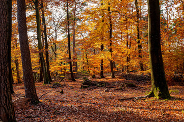 Warm colours of autumn foliage in the forest at sunset. The leaves of the trees cover the ground.