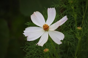 Obraz premium weiße Blüte der Cosmea