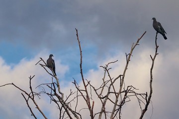 zwei Tauben sitzen auf einem kahlen Baum