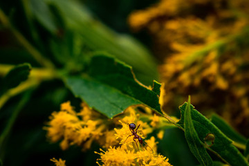 yellow cluster of flowers