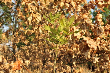 green leaf of the oak in front of the burnt tree