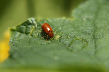 bugs eating tree leaves | eating my indoor plant leaves