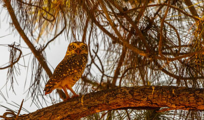 OWL BRAZIL